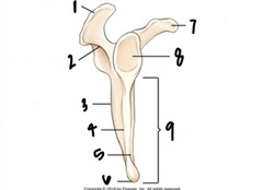 <p>label the anatomy of the scapula</p>