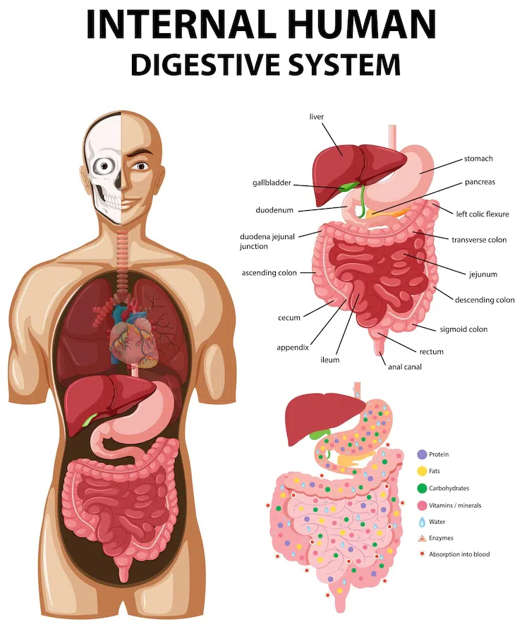 <ul><li><p>Transfer nutrients, water, and electrolytes from ingested food into the bodys internal enviroment</p></li><li><p>Digestion: Biochemical (enzygmatic) breakdown of complex foodstuffs into absorbable units</p></li><li><p>Absorption: The end-products of digestion that is transferred from the digestive tract lumen into blood stream to specific regions</p><ul><li><p>Secretion: the release of water, electrolytes, and specific organic constituents (enzyme) by cells and organs, released onto digestive tract through neuronal or hormonal stimulation, reabsorbed back into blood after digestion complete</p></li><li><p>Motility: muscular contraction that mix and move food forward</p><ul><li><p>propulsion: pushing content forward</p></li><li><p>mixing: mixing food with digestive fluid</p></li><li><p>mass movement: happens in large intestine, intense and prolonged contractions, clear the large intestine</p></li></ul></li></ul></li></ul><p></p><p>Secretion and motility regulated bc nothing stops digestion and absorption (passive) also bc of acidic enzymes</p><p></p>