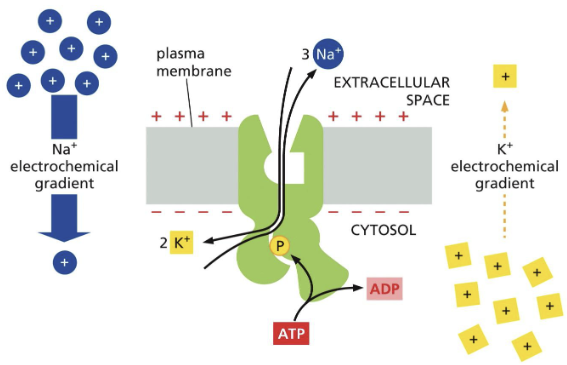 <p>p-type pump, against</p>