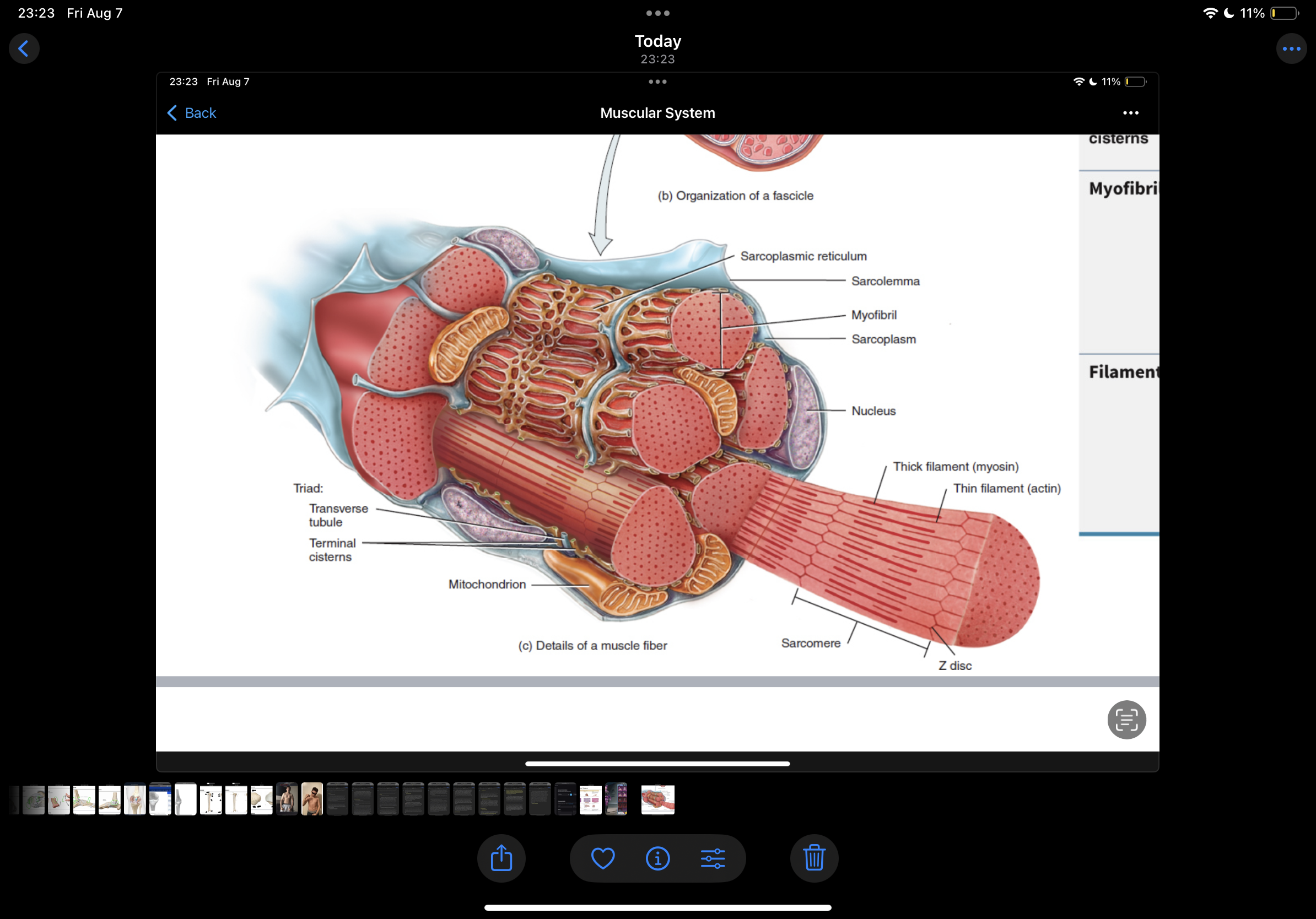 knowt flashcard image