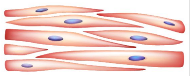 <ul><li><p>Location </p><ul><li><p>Walls of hollow organs (ex. intestines, blood vessels)</p></li><li><p>In iris and ciliary body of eye, and arrector pili of the integument </p></li></ul></li><li><p>Involuntary movement of body components </p></li><li><p>Associated Connective Tissue</p><ul><li><p>Endomysium only </p></li></ul></li><li><p>Cell Appearance and Shape</p><ul><li><p>Overlapping, fusiform cells with a single centrally located nucleus </p></li><li><p>Nonstriated</p></li><li><p>Caveolae</p></li></ul></li></ul><p></p>