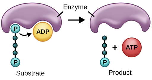 <p><em>→ an enzyme catalyzes the reaction pi to ADP </em></p><ul><li><p>occurs in glycolysis &amp; Krebs, forming ATP <strong><u>INDIRECTLY</u></strong></p></li></ul><p></p>