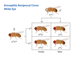 <p><span>pair of crosses where the phenotype of the male and female parents are reversed, designed to determine if a trait's inheritance is sex-linked or maternally influenced</span></p>