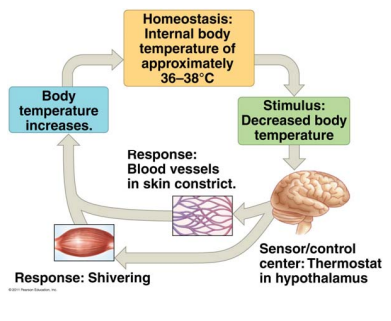 <ul><li><p>Temperature receptors in skin detect drop in temperature → message is sent to brain</p></li><li><p>Message is sent to organs and tissues; blood vessels in skin constrict limiting blood</p><p>flow to skin minimizing heat loss.</p></li><li><p>Message is sent to skeletal muscles; series</p><p>of rapid contractions (shivering)</p><p>generates heat by increasing metabolism.</p></li><li><p>Muscles around hair follicles contract</p><p>causing the hair to stand up (air is</p><p>trapped within the animal’s fur to help</p><p>insulate the body).</p><ul><li><p>Note: this occurs in humans as well,</p><p>but since we have no fur it causes</p><p>“goosebumps”.</p></li></ul></li><li><p>Warmer body temperature turns off</p><p>mechanism.</p></li></ul><p></p>