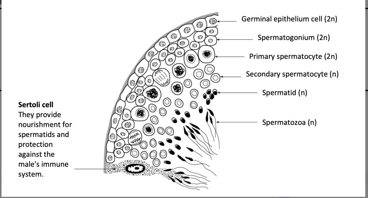 <p>drawing of seminiferous tubule illustrating spermatogenesis</p>