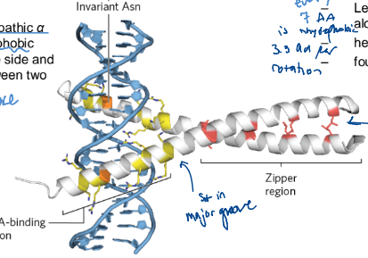 <ul><li><p>an amphipathic alpha helix with a series of hydrophobic amino acid residues on 1 side and a hydrophobic surface between 2 polypeptides of a dimer </p></li><li><p>Leu @ every 7th position </p></li><li><p>about 1 every 2 turns (3.3 residues per rotation)</p></li></ul><p></p>