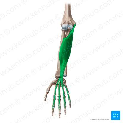 <p>Intermediate Anterior Forearm Muscles</p>
