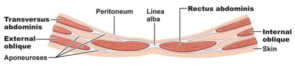 <p>Aponeurosis</p>