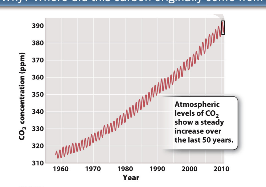 <ul><li><p>atmospheric CO2 levels increased by more than 30% in 60 yrs</p></li><li><p>If atmospheric CO2 levels have increased, then CO2 entering the atmosphere must exceed CO2 leaving it.</p></li></ul><p></p>