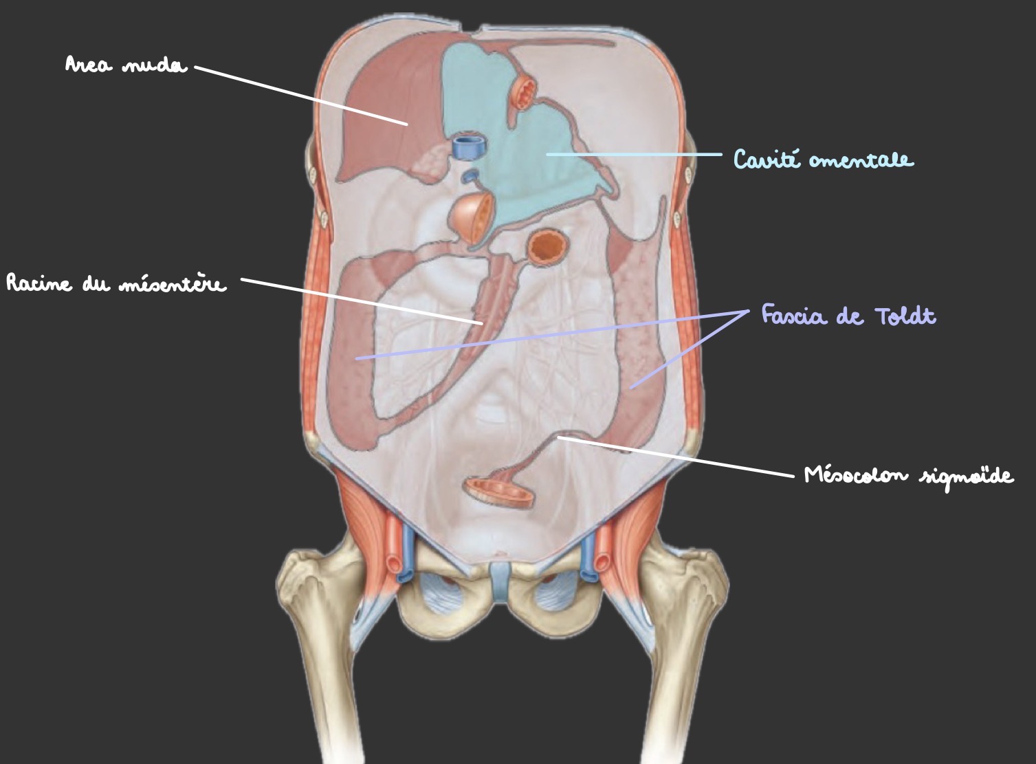 knowt flashcard image