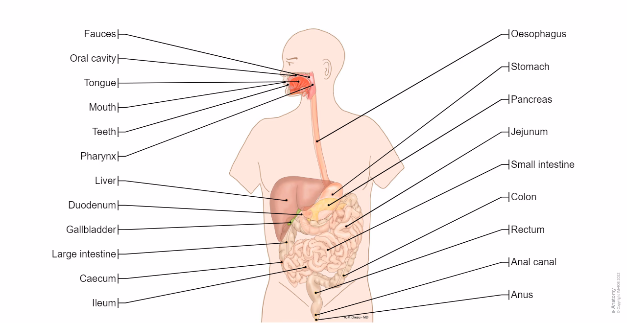 <p>this is me labeling the digestive system</p>