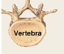 <p>Complex shapes with short, flat, notched, or ridged surfaces. <em>Examples:</em> Vertebrae and pelvis</p>