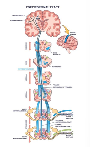 <p>motor axons</p>