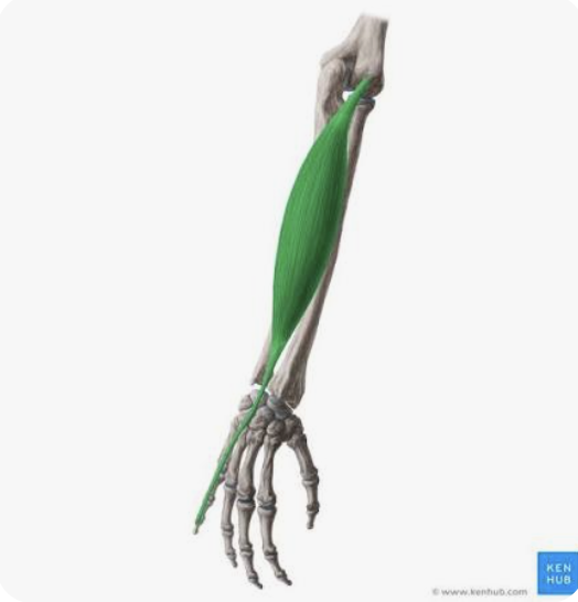 <p>O: Lateral epicondyle of the humerus</p><p>I: Dorsal aponeurosis (middle and distal phalanges) of 5th digit</p><p>A: Extention of 5th digit; adduction/ulnar deviation of hand; extensions of hand</p><p>N: Radial nerve</p>