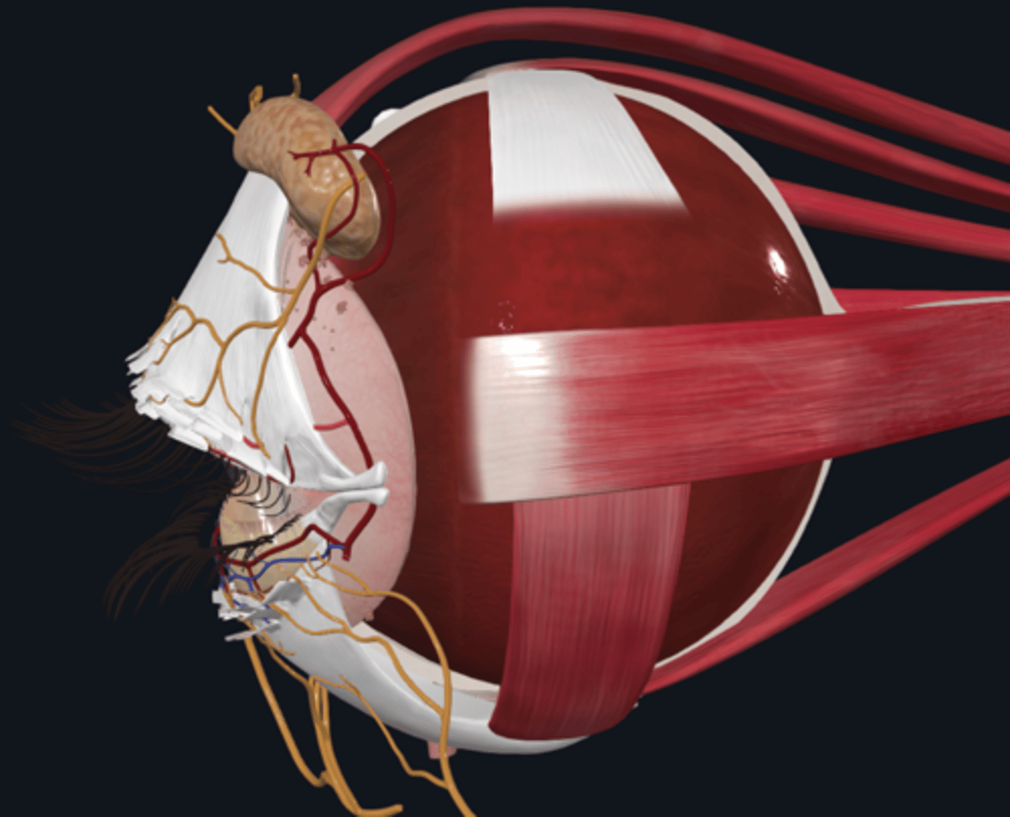 <p>What is the choroid (vascular layer) and what is its role in the eye?</p>
