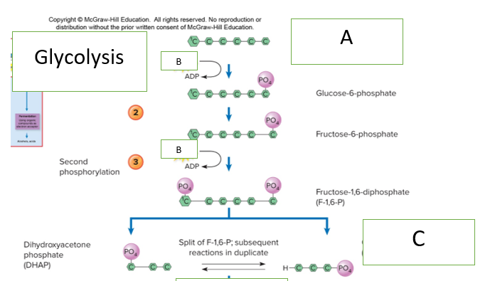 <p>What belongs in box B?</p>
