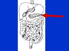 <p>tuyến tụy </p><p>the pancreas produces insulin to control blood sugar</p>
