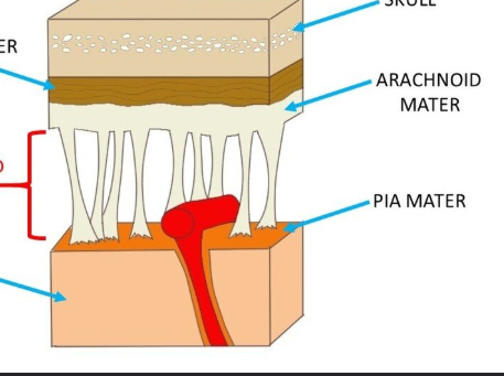 <p><span>The space between the arachnoid and pia mater, filled with cerebrospinal fluid.</span></p>