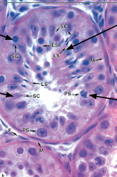 <p>What structure is this?</p>