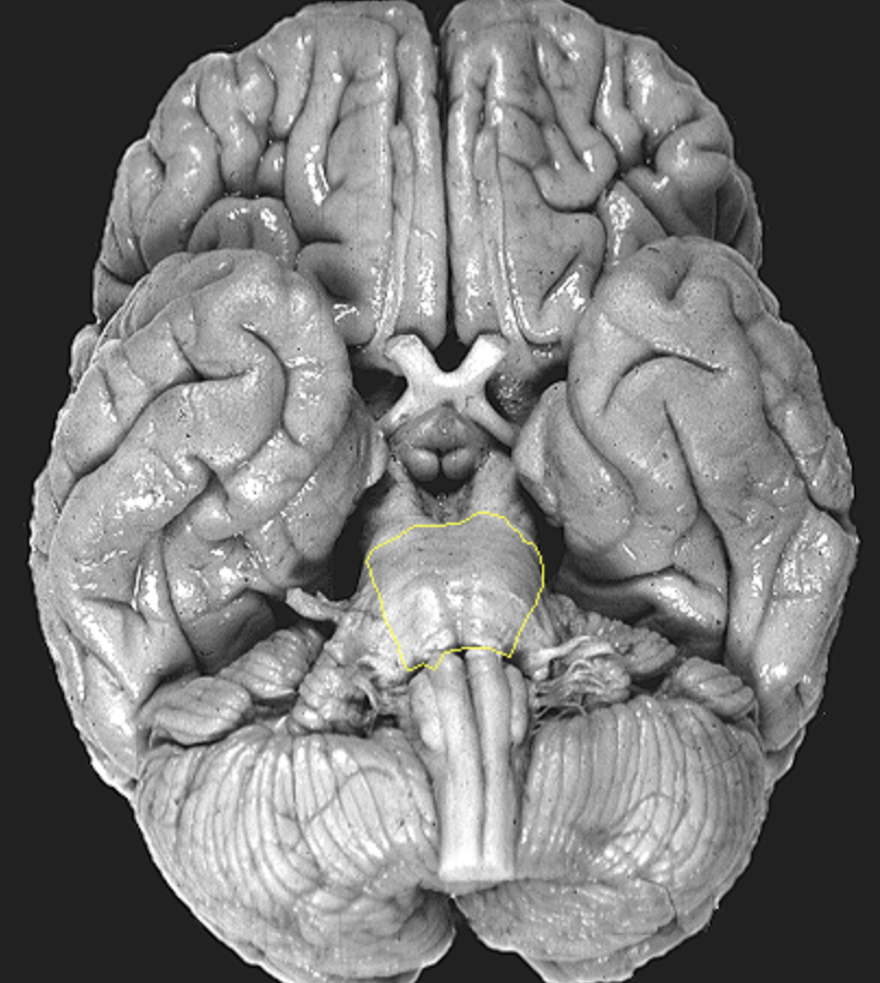 <p>What is the area highlighted called?</p>