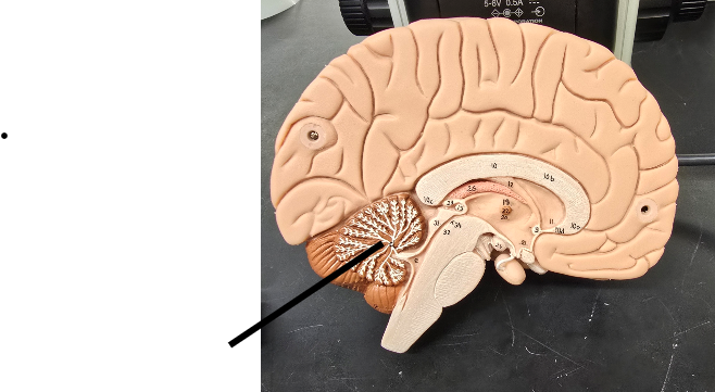 <p>Name Major Region/Major Part of the Brain</p>