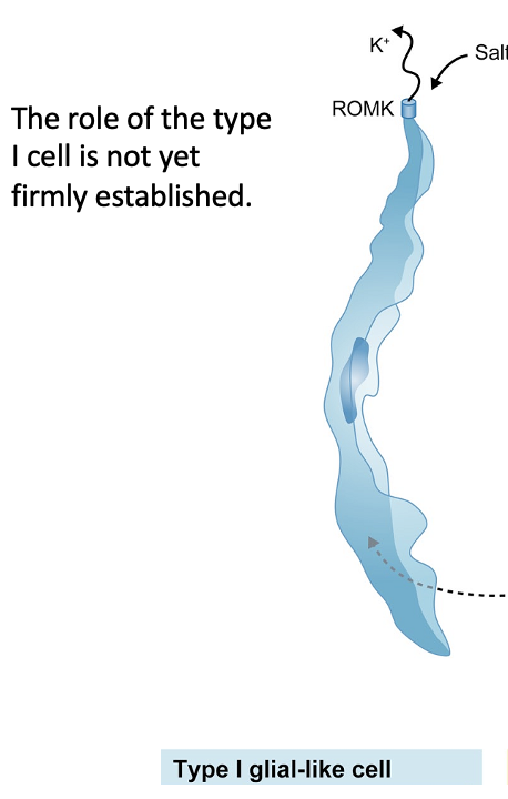 <p>Not firmly established*</p><ul><li><p>Might depolarize to elevated Na+ concentration</p></li></ul><p></p>