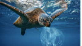 <p>sea turtles mistake plastic bags for jellyfish, which lodges in the oesophagus and causes ongoing feeding complications </p>