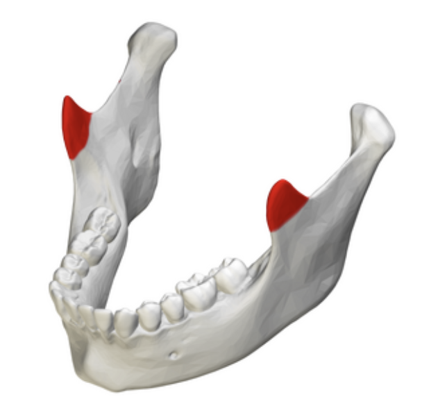 <p>what is the coronoid process?</p>
