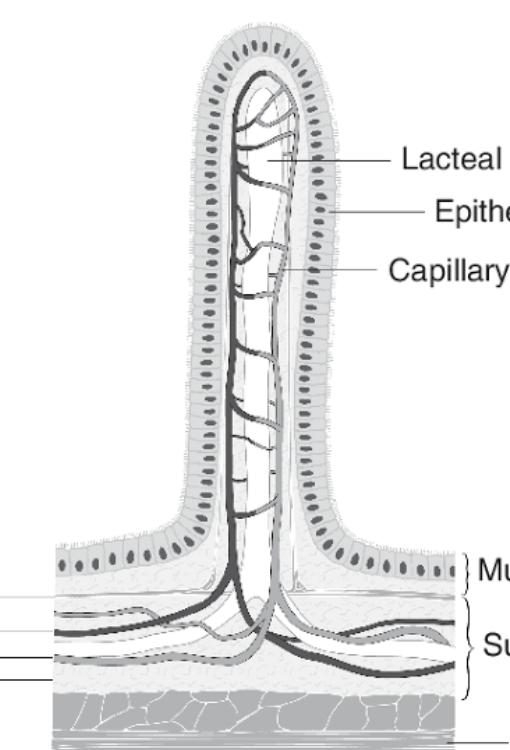 <p>specialized lymphatic capillaries located inside the <span>villi of the small intestine</span> that <span>absorb dietary fats and fat-soluble vitamins </span></p>