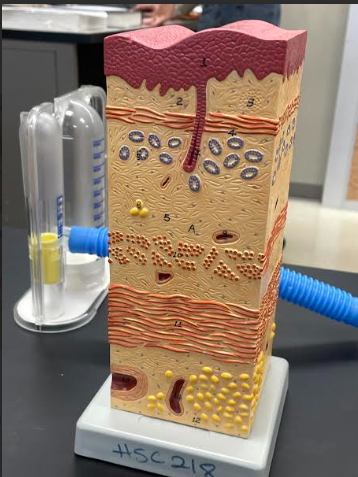 <p>Esophagus</p>