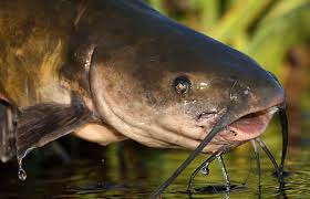 <p><strong>Catfish, Bullheads, &amp; Madtoms</strong></p><ul><li><p><em>ID:</em> Barbels</p></li><li><p><em>Ecology:</em> Bottom omnivores</p></li><li><p><em>Uses:</em> <strong>Important food fish &amp; aquaculture</strong>, sport fishing</p></li></ul><p></p>