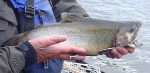 <p>Salvelinus fontinalis</p><p>nonnative</p><p>char</p><p>light spots on a dark body, some pink spots with blue halos on back half of body, and a square tail </p>