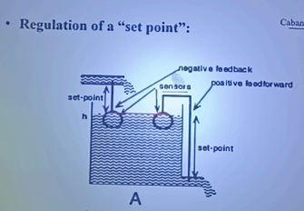 <ul><li><p>set point - feedback control system to regulate a particular variable to match a specified target</p><ul><li><p>says the body has an integral control mechanism which is the set point that regulates metabolism to maintain a certain level of body fat</p></li><li><p>there can be an active compensation to weight loss or gain</p></li><li><p>more tighlty controlled and faster when it comes to going back to steady state</p></li></ul></li></ul><p></p>