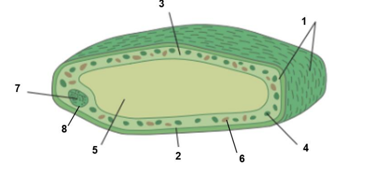 <p>delen van een plantaardig cel</p>