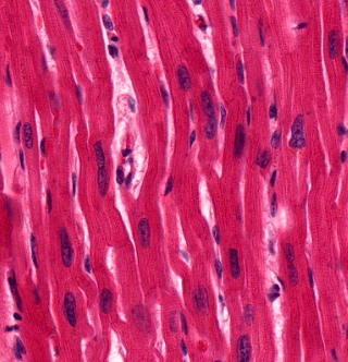 <p>what type of tissue is this?</p>
