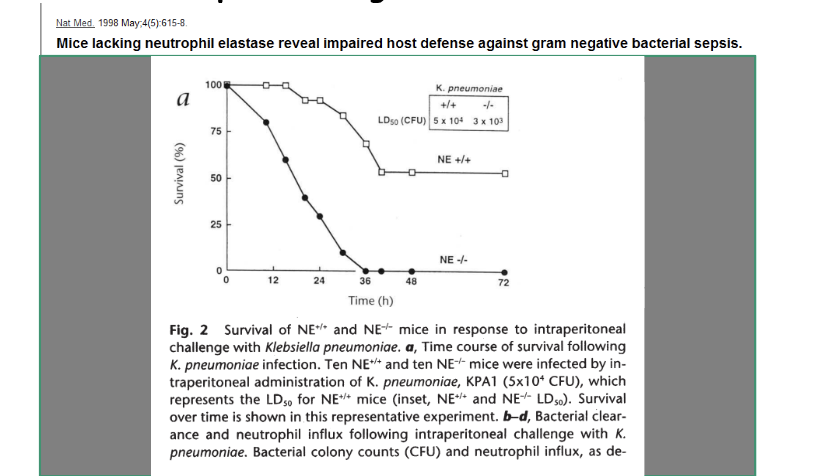 <p>Mice deficient in neutrophil elastases are more prone<br>to develop <strong>Gram-negative bacterial infections</strong></p><p>mice w/ elastase need 50 000 bacteria to kill but without need 3000</p><p>survival curve drops without the elastase</p><p><span>Neutrophil Elastase is critically required for controlling gram-negative bacterial but not gram-positive bacterial growth</span></p>