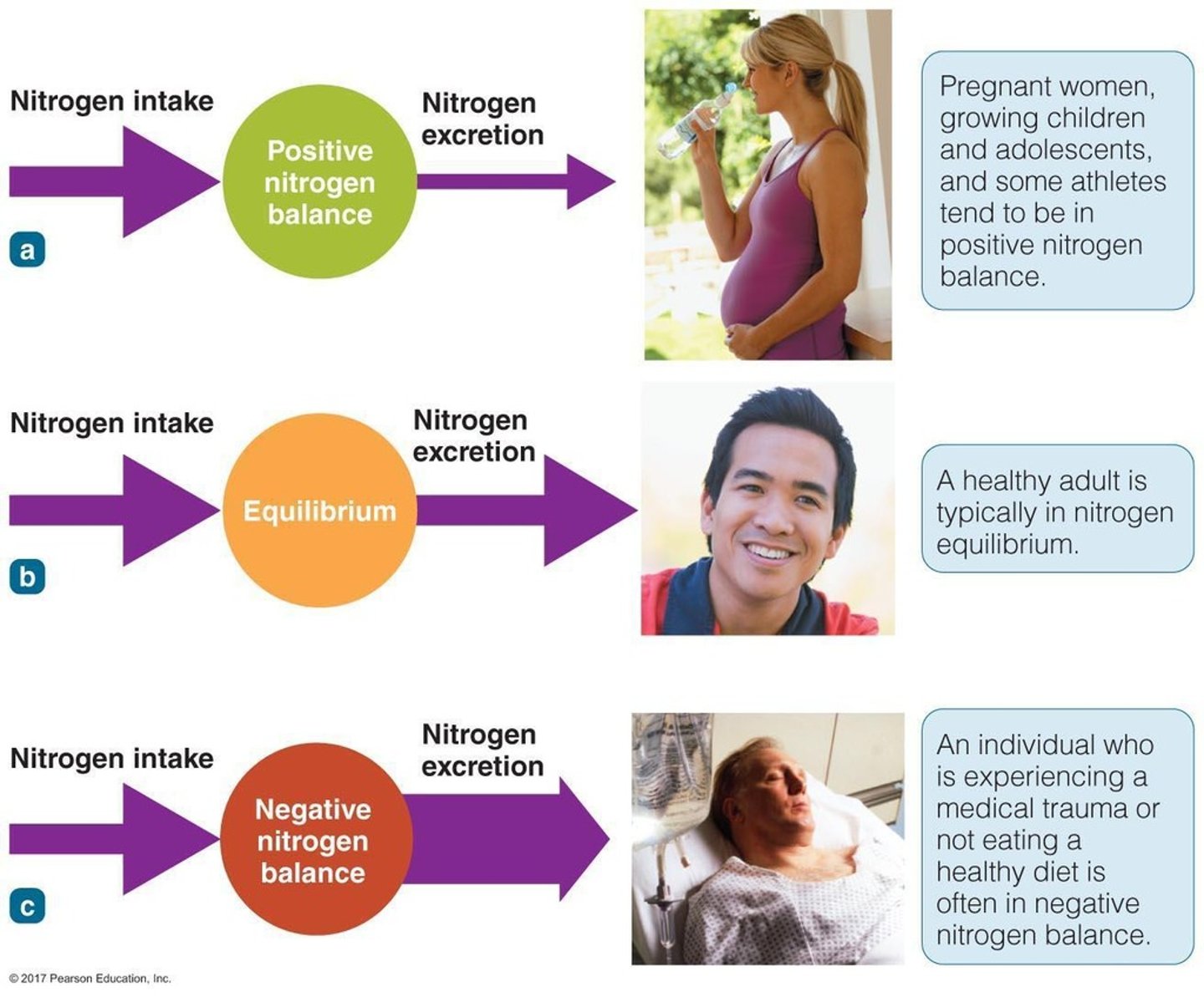 <p>Nitrogen intake exceeds excretion; occurs in growth, pregnancy, healing, and refeeding.</p>