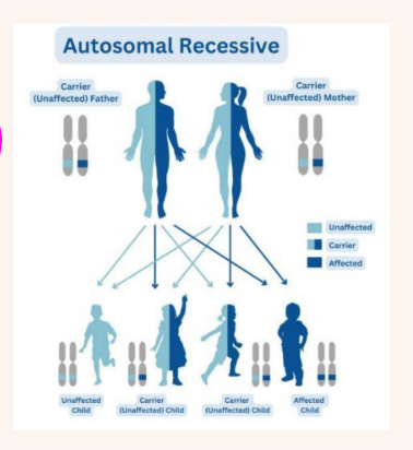 <p>An individual born to parents who BOTH carry an autosomal recessive disease</p><p>change (mutation) has a 1 in 4 chance of getting the malfunctioning genes from both</p><p>parents and developing the disease</p><p></p><p>An individual has a 2 in 4 chance of inheriting one abnormal gene</p><p></p><ul><li><p><strong>1 out of 4 children (25%)</strong><br>→ can inherit BOTH abnormal genes<br>→ and have the disease</p></li><li><p><strong>2 out of 4 children (50%)</strong><br>→ inherit only ONE abnormal gene<br>→ they are just carriers<br>→ they usually do NOT have the disease</p></li><li><p><strong>1 out of 4 children (25%)</strong><br>→ inherit NO abnormal genes<br>→ completely normal</p></li></ul><p></p>