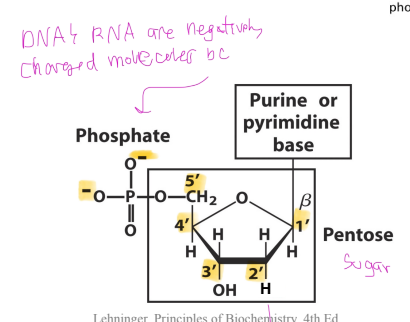 <p>The phosphate group is an acid. At physiological pH the phosphate group of every nucleotide within the DNA/RNA strand is <strong>deprotonated</strong> and thus carries a net <strong>negative</strong> charge </p>