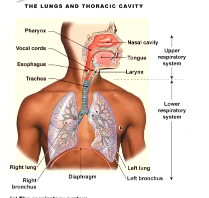 <ul><li><p>upper (everything in the head) and lower tract </p></li></ul><p></p>
