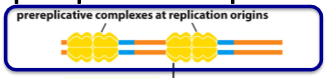 <p>A pair of inactive DNA helicases loaded on the replication origins from late mitosis to early G1</p>