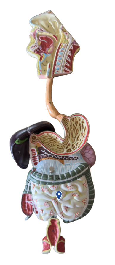 <p>Name this organ.</p>