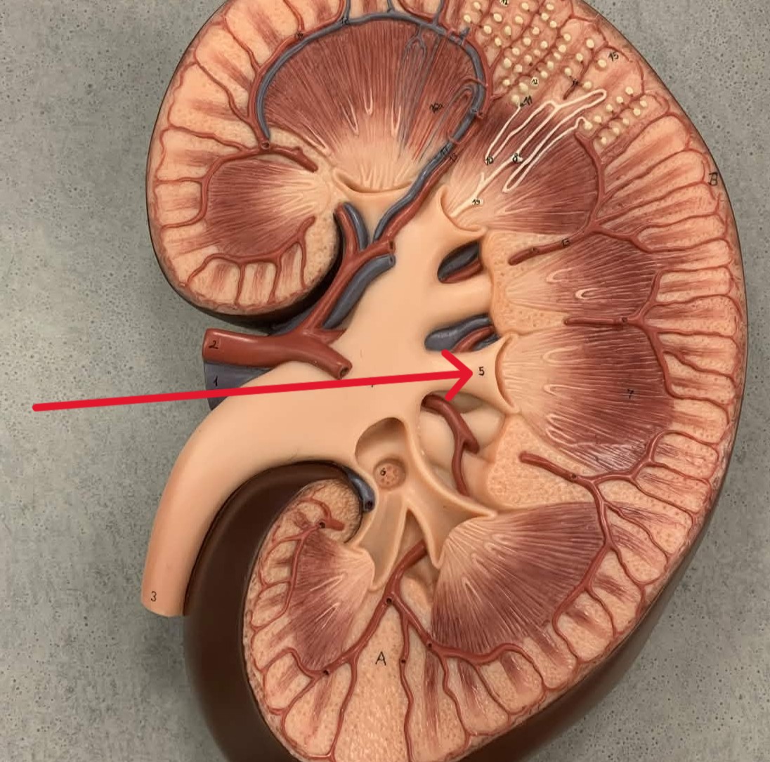 <p>Which part of the kidneys:</p><ul><li><p>Cup-shaped, surrounds pyramids</p></li></ul><p></p>
