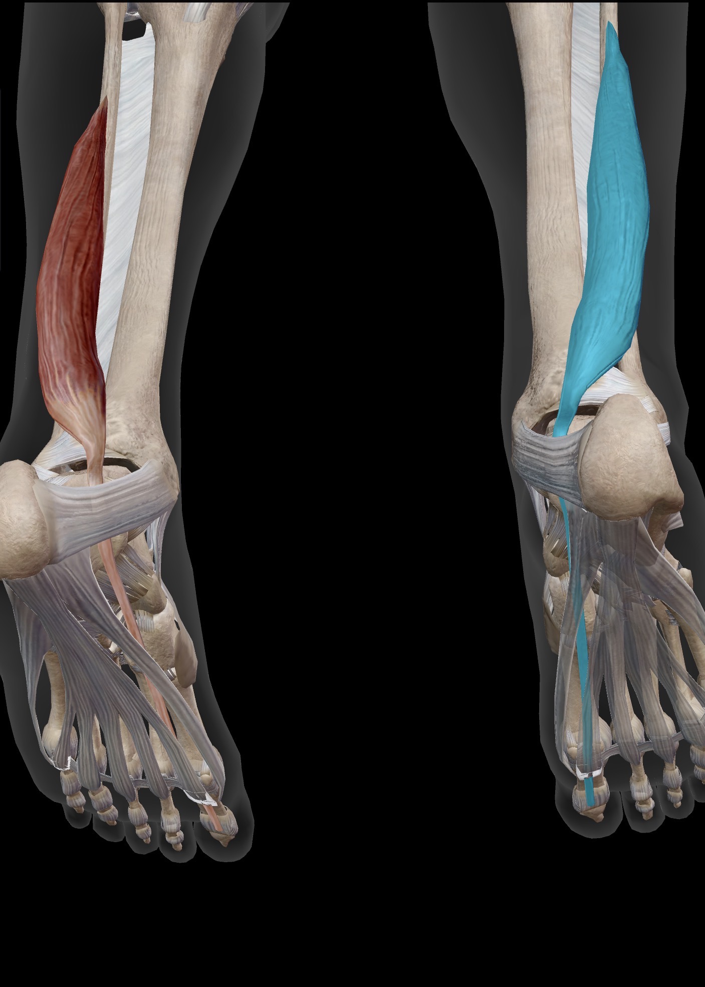 <p>Name the muscle and corresponding letter ( O = origin, I = insertion, A = actions, IN = innervation)</p><p>O</p><p>I</p><p>A</p><p>IN</p>