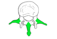 <ul><li><p>levers for muscle attachment</p></li><li><p>levers for ligamentous attachment</p></li><li><p>spinous (in the middle), transverse (sides)</p></li></ul><p></p>