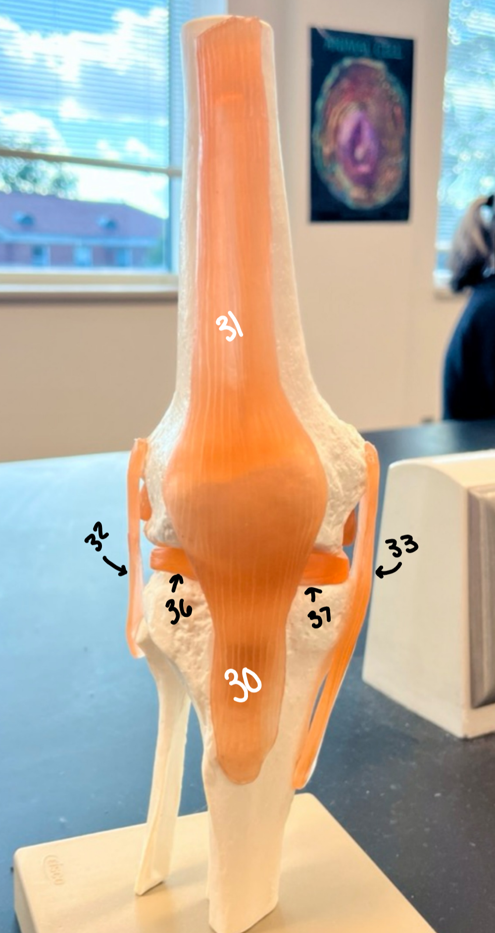 <p>36</p>