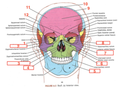 <p>What structure is 1?</p>