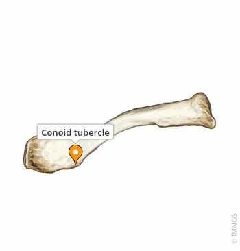 <p>Conoid Tubercle</p>