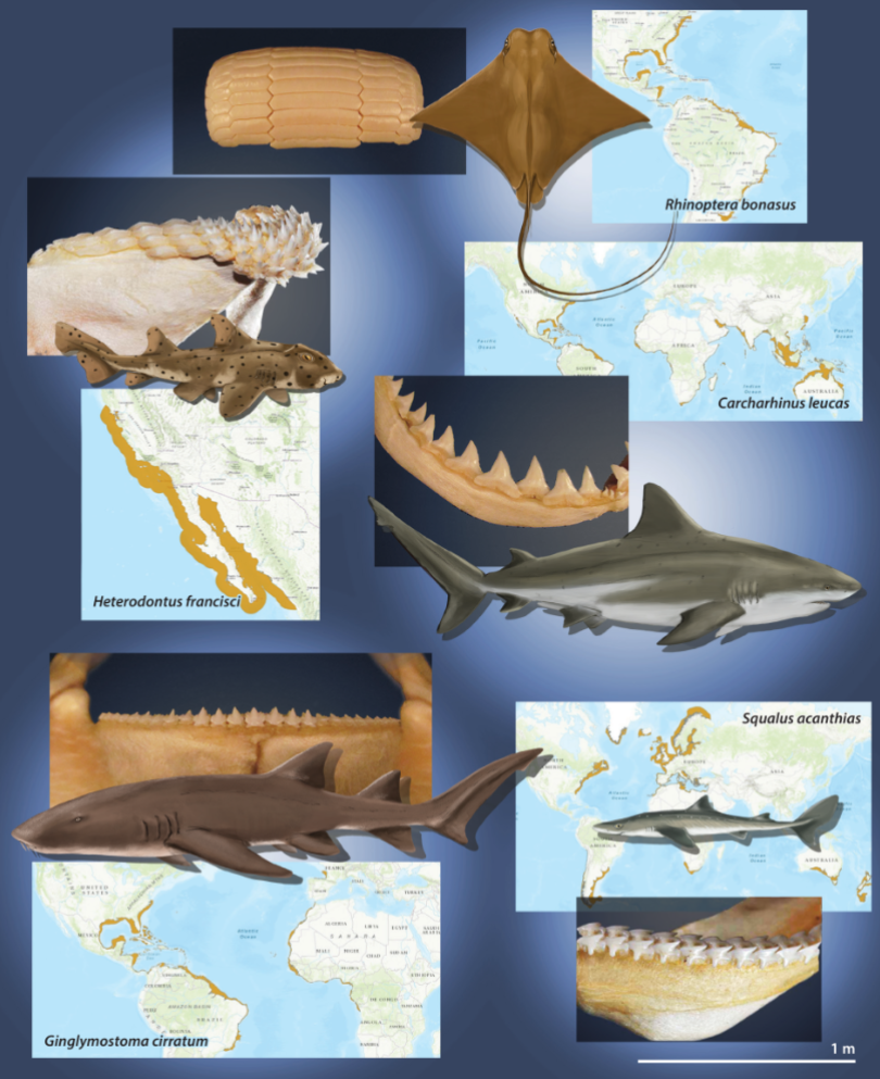 <ul><li><p>Cladodont</p></li><li><p>Serrated triangular (shearing)</p></li><li><p>Narrow long (piercing)</p></li><li><p>‘Pavement’-like tooth plate</p></li></ul><p></p>