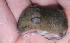 <p>Mouse</p>